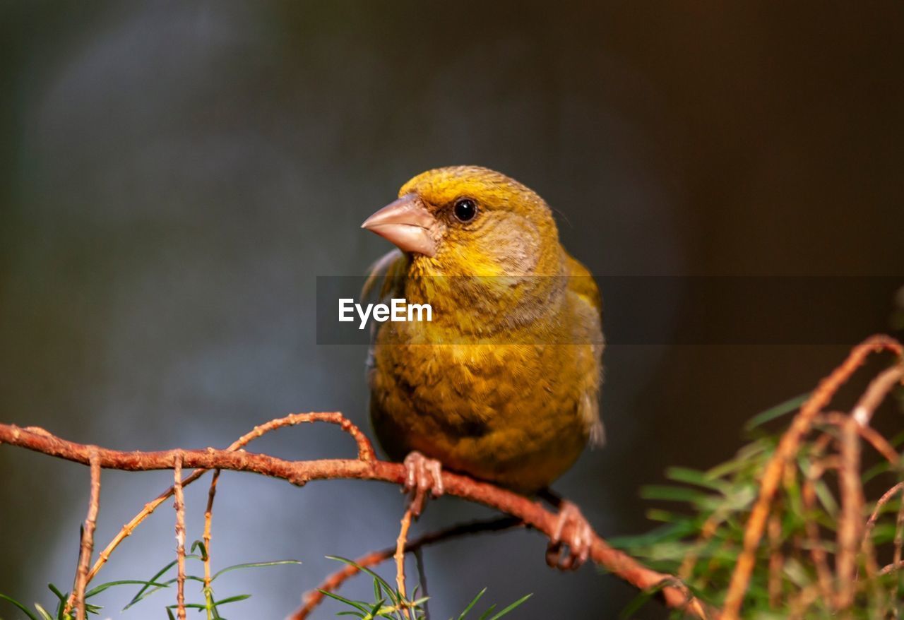 Close-up of bird perching on branch