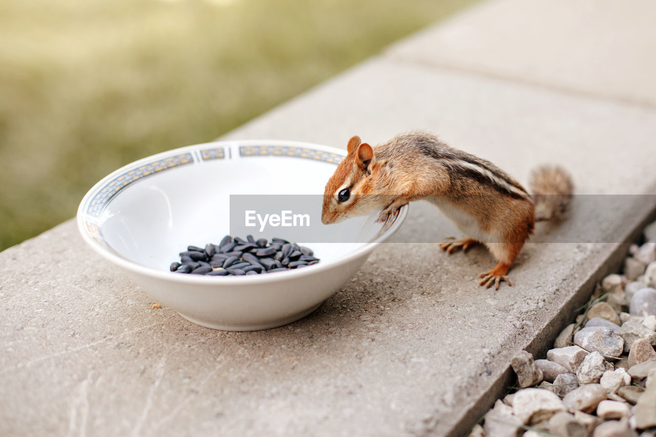 Cute small striped brown chipmunk eating sunflower seeds from plate. wild animal in nature outdoor.