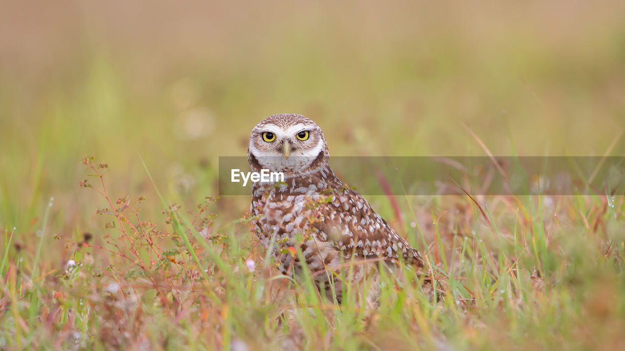 Portrait of owl perching on grassy field