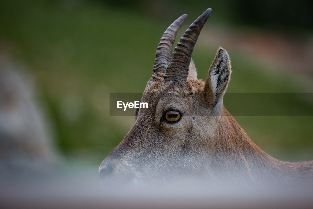 Close-up of ibex