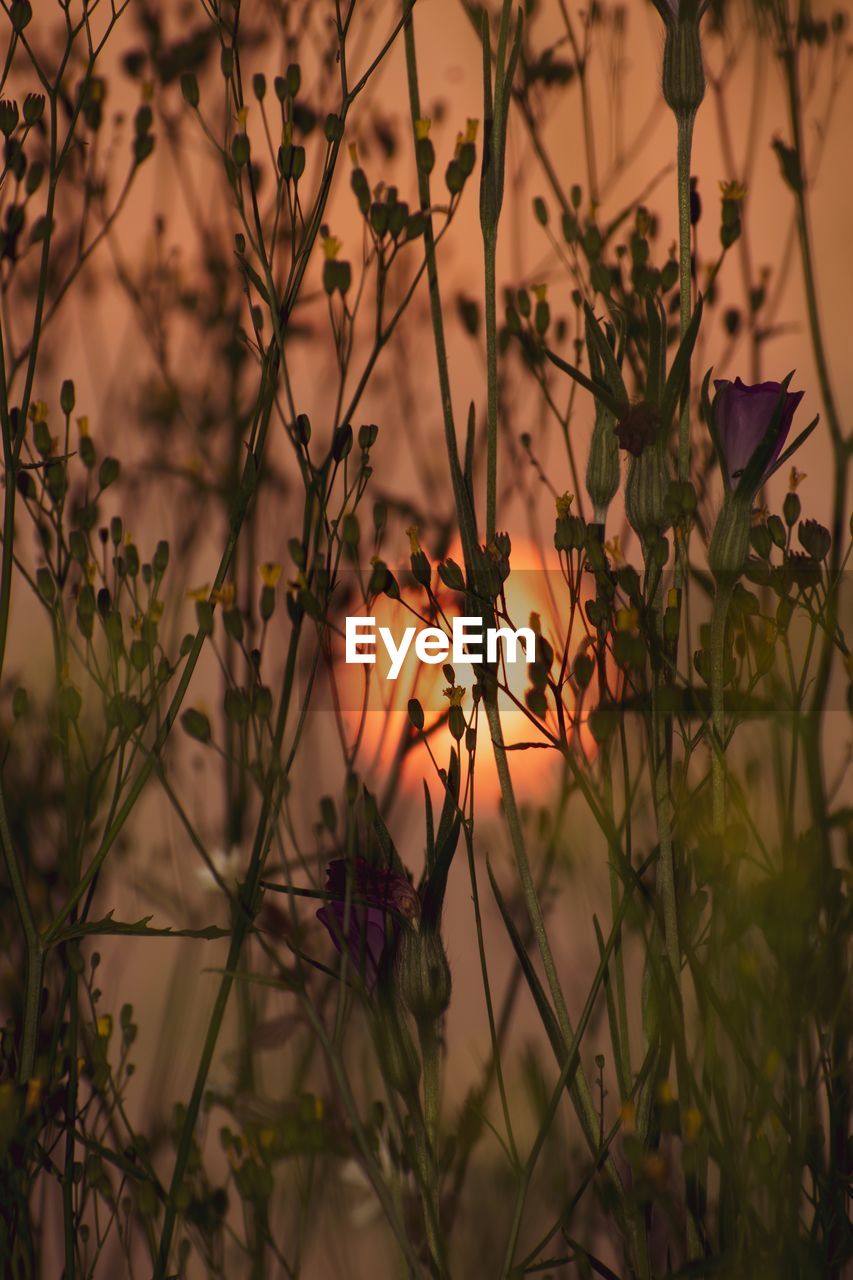 CLOSE-UP OF ORANGE FLOWERING PLANTS AT SUNSET