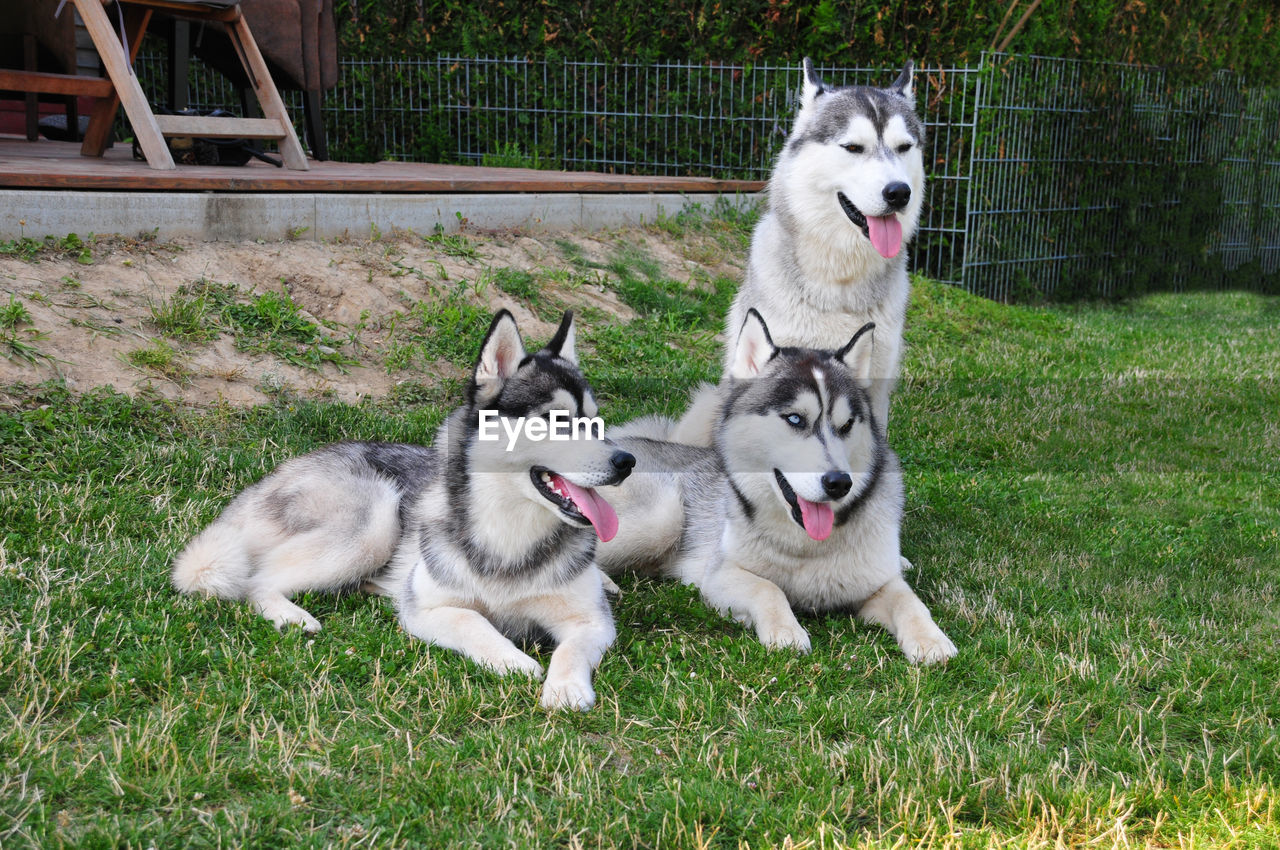 DOGS ON GRASSLAND