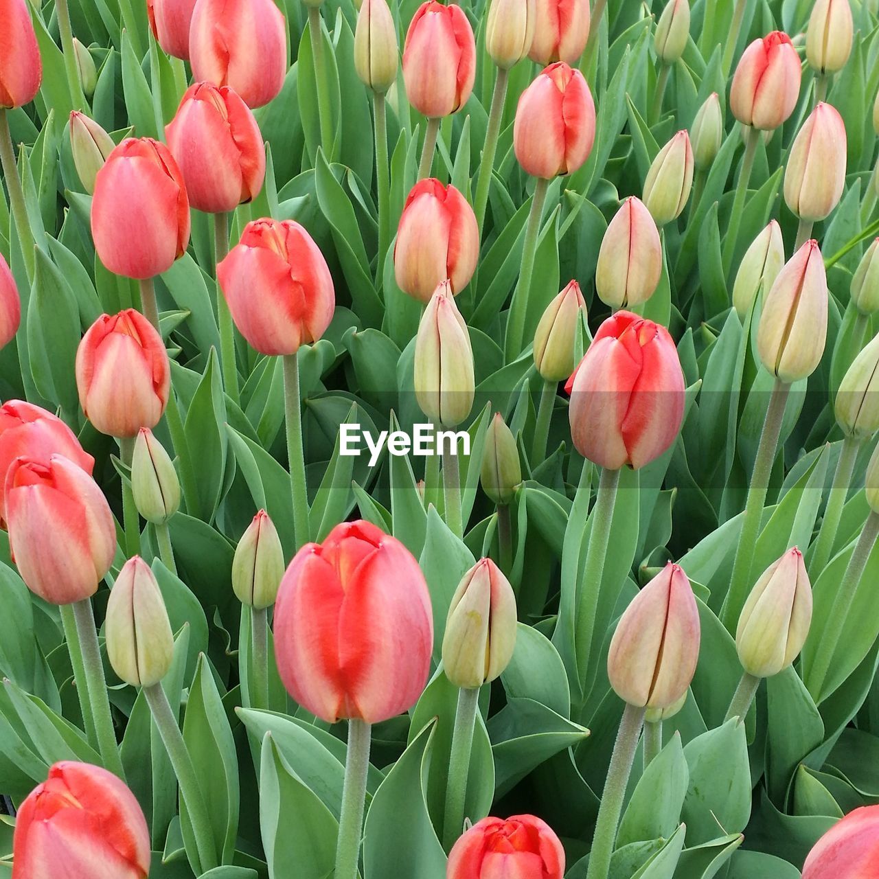 Close-up of pink tulips blooming in park