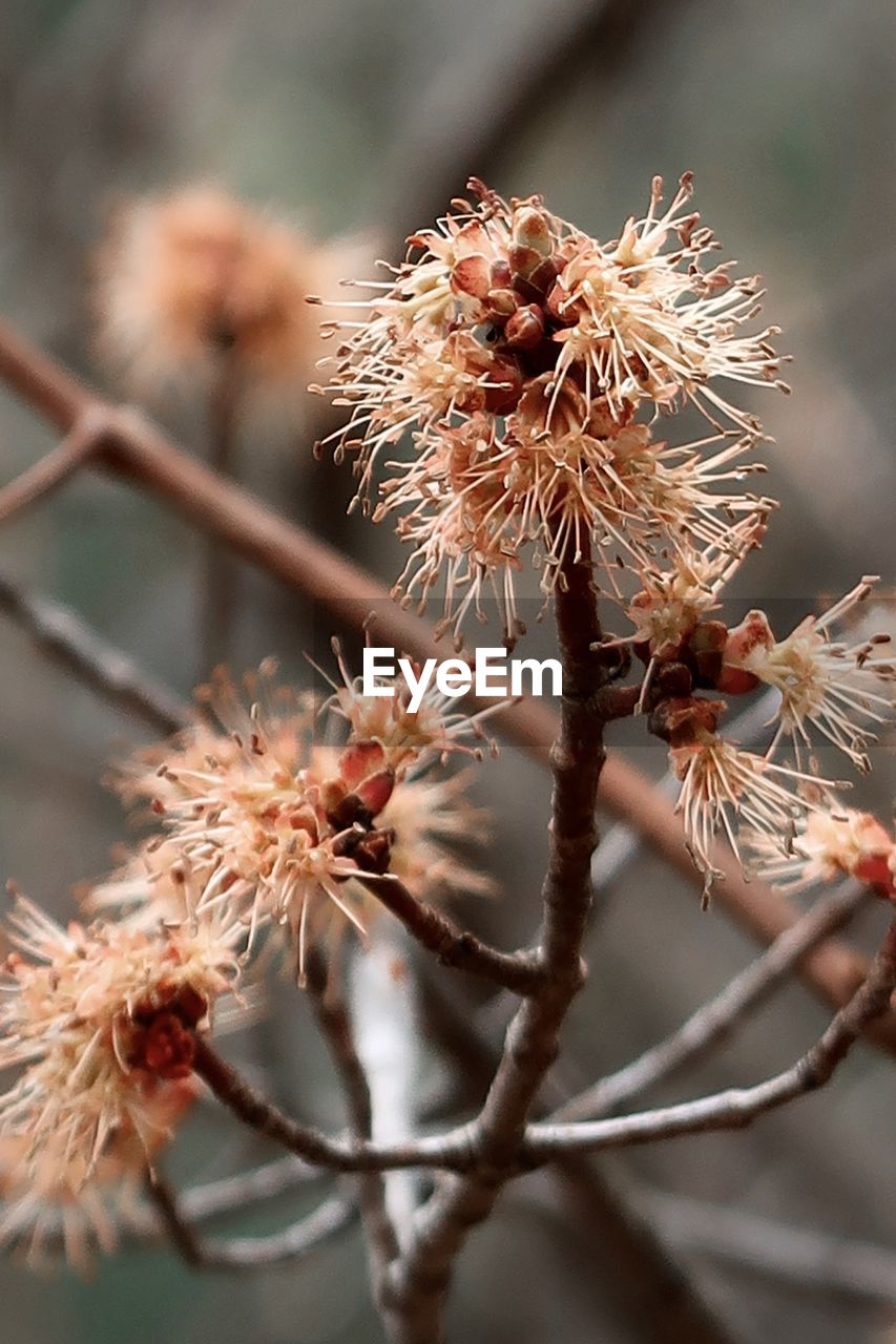 CLOSE-UP OF WILTED FLOWER