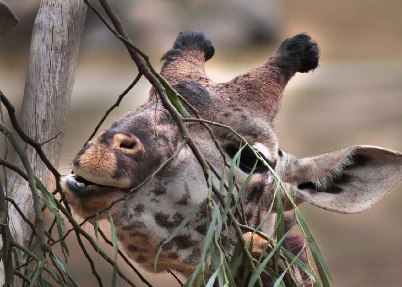 Close-up of giraffe by tree at san diego zoo safari park