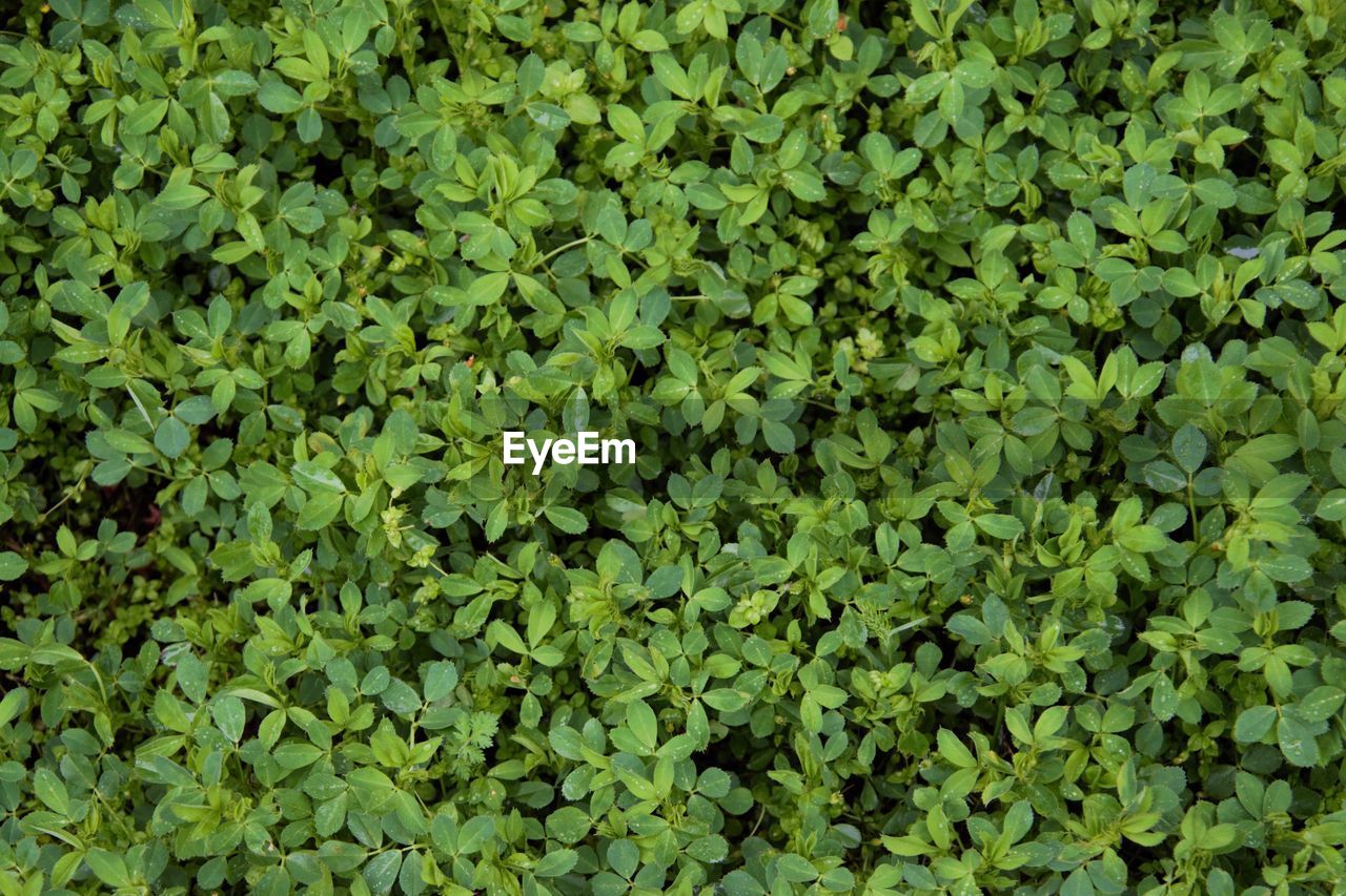 Full frame shot of plants growing on field