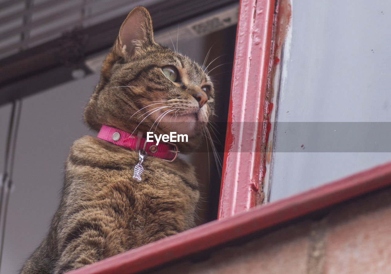 CLOSE-UP OF A CAT LOOKING AWAY WHILE STANDING