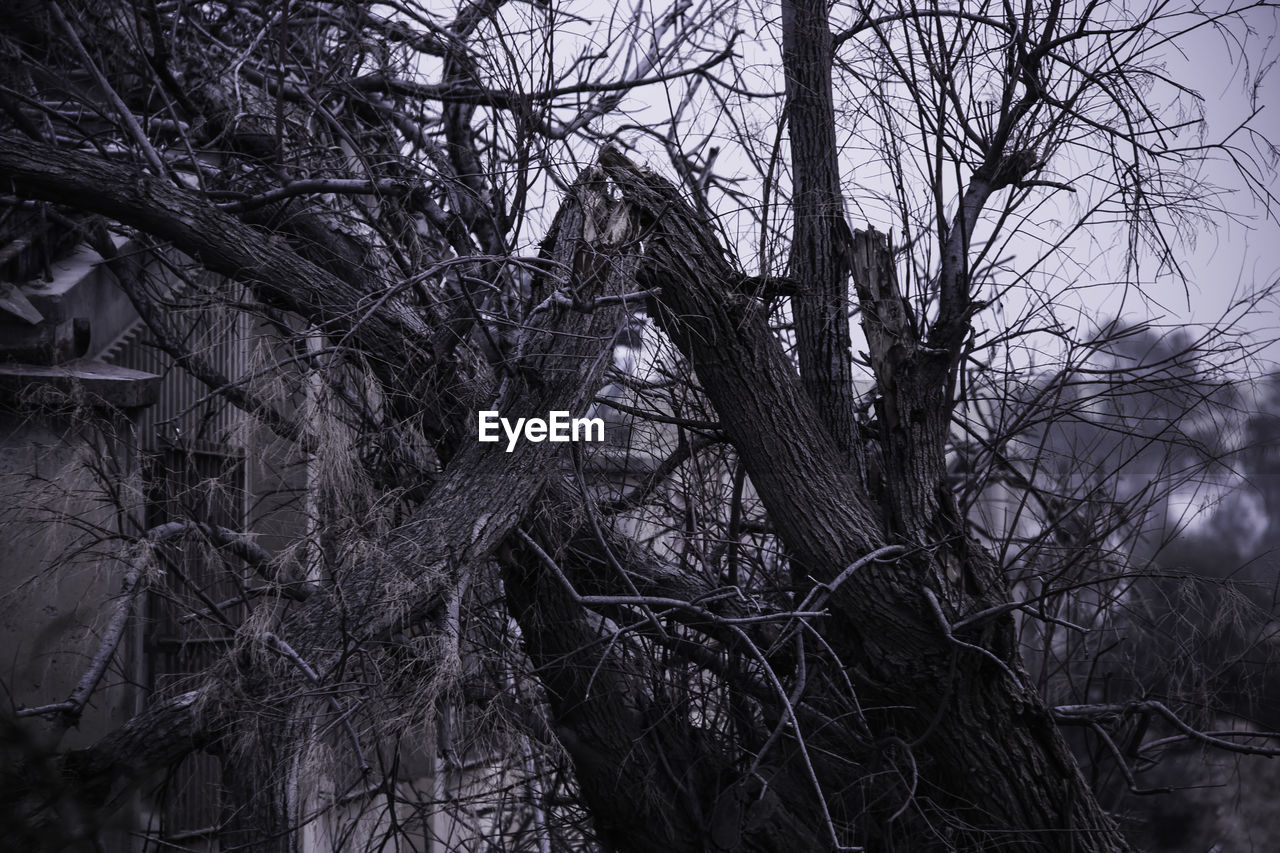 LOW ANGLE VIEW OF BARE TREES IN FOREST AGAINST SKY