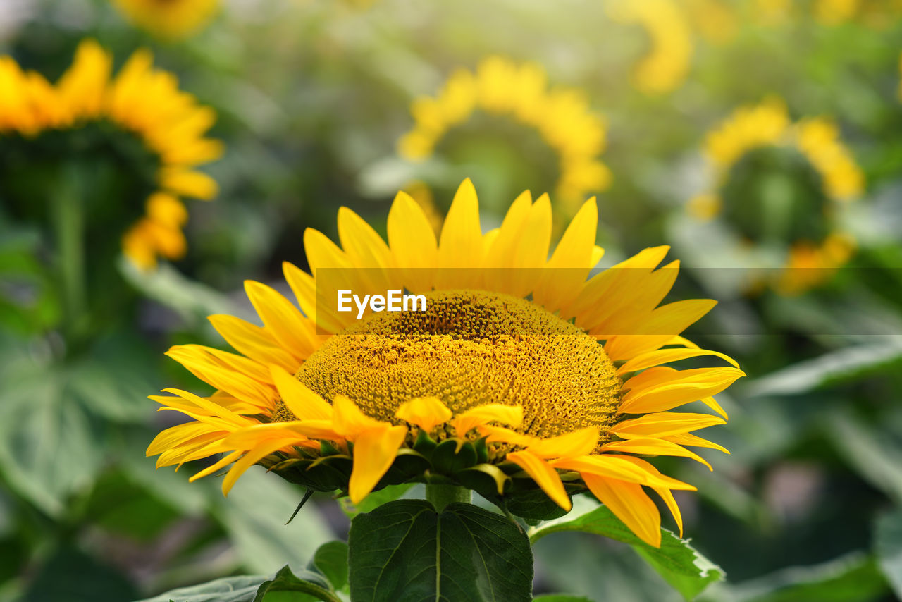flower, flowering plant, plant, yellow, freshness, beauty in nature, sunflower, flower head, nature, growth, petal, inflorescence, landscape, close-up, rural scene, fragility, plant part, leaf, summer, field, no people, land, agriculture, environment, vibrant color, outdoors, blossom, focus on foreground, sky, botany, springtime, asterales, green, pollen, sunlight, travel destinations, travel, sunflower seed, multi colored, day, crop, farm, flowerbed, macro photography