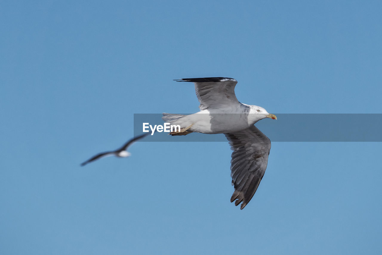 LOW ANGLE VIEW OF BIRD FLYING AGAINST BLUE SKY