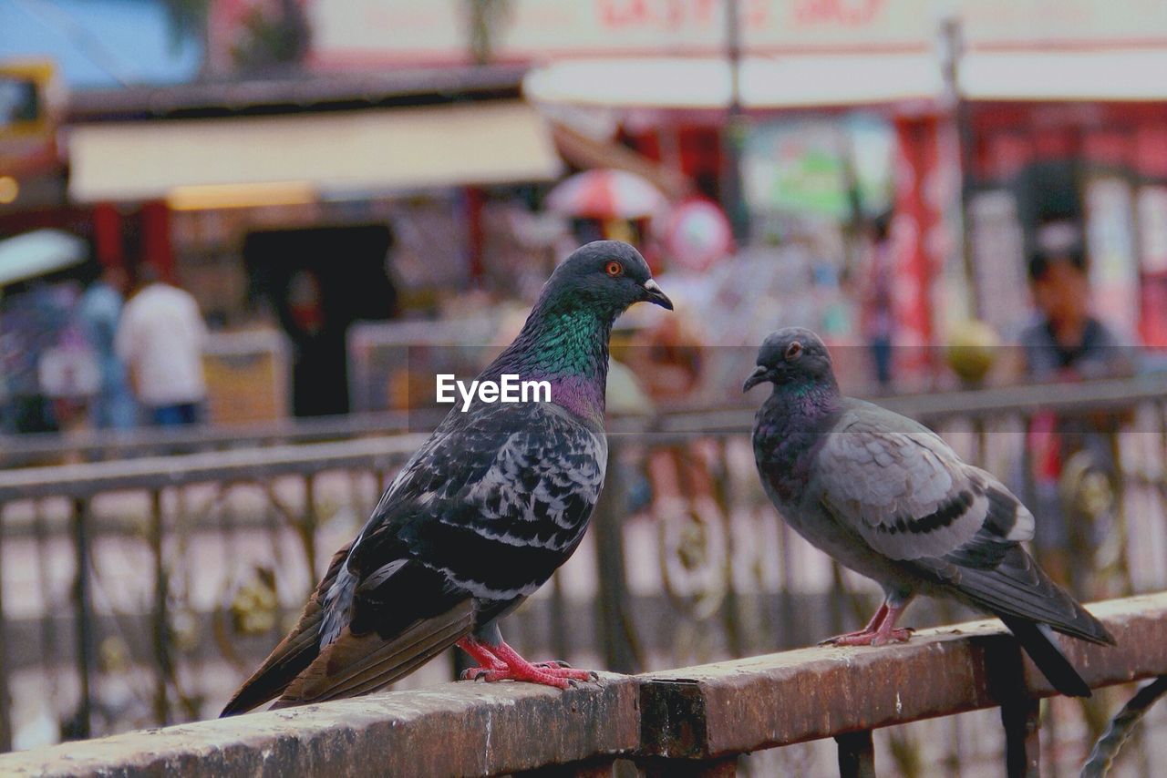 Pigeons on railing in city