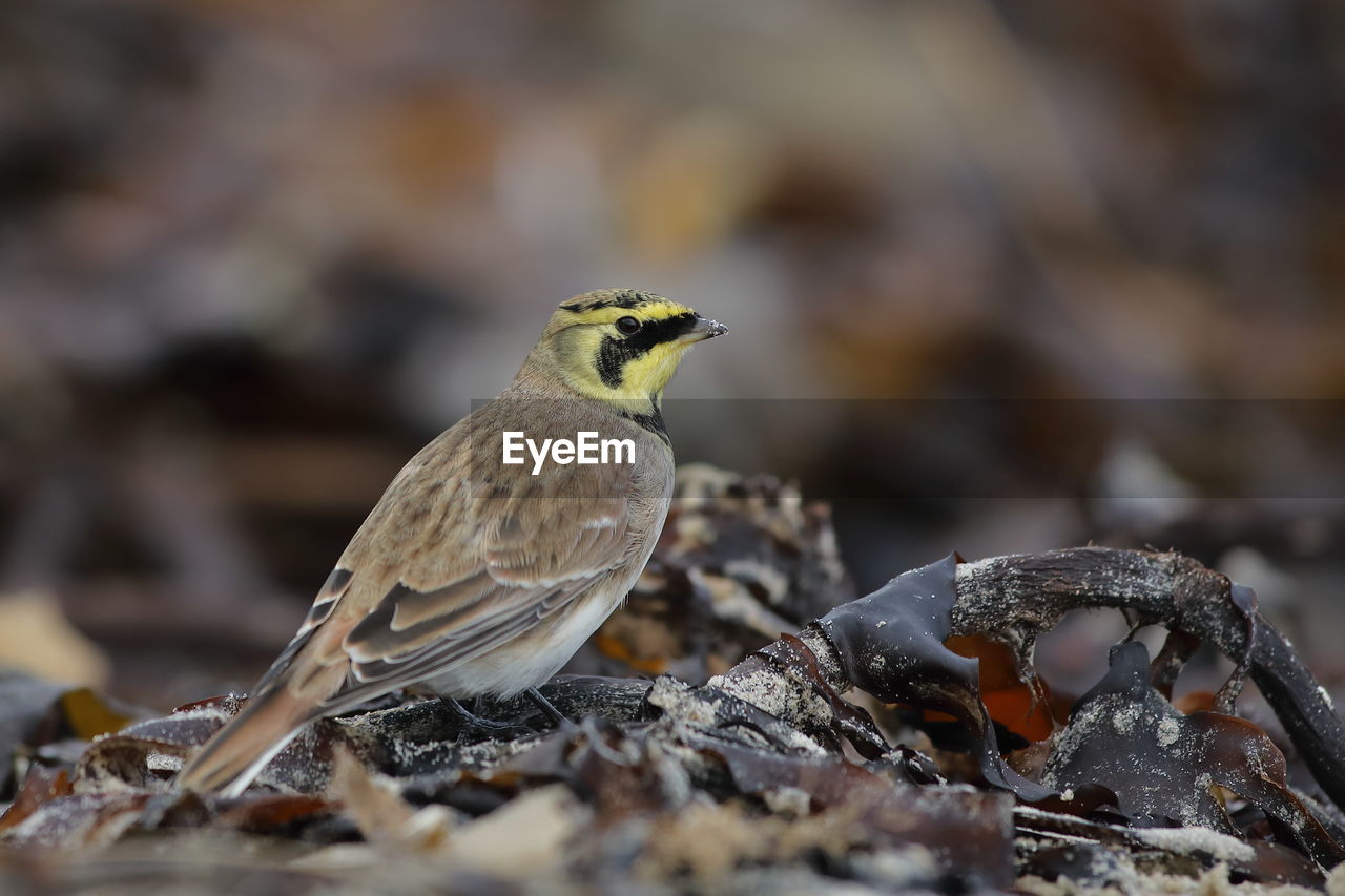 CLOSE-UP OF BIRD PERCHING ON A LEAF