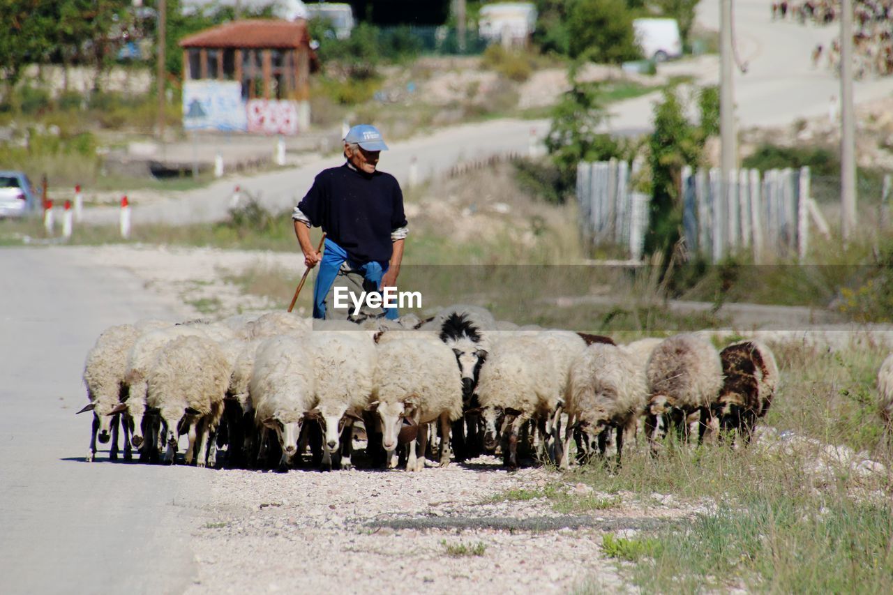 Sheep on street with shepherd