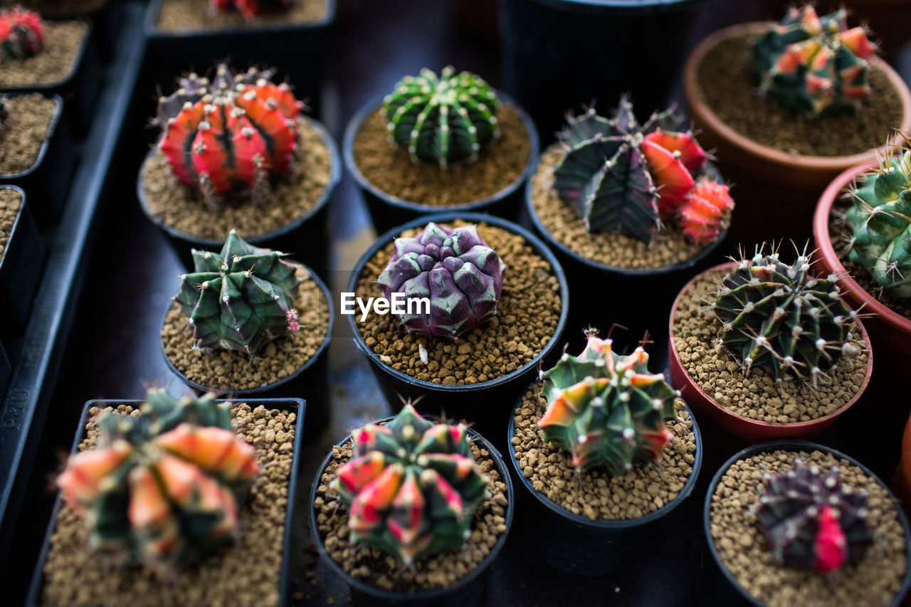 HIGH ANGLE VIEW OF POTTED PLANTS ON DISPLAY