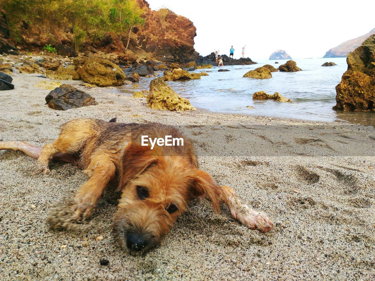 Dog relaxing at beach