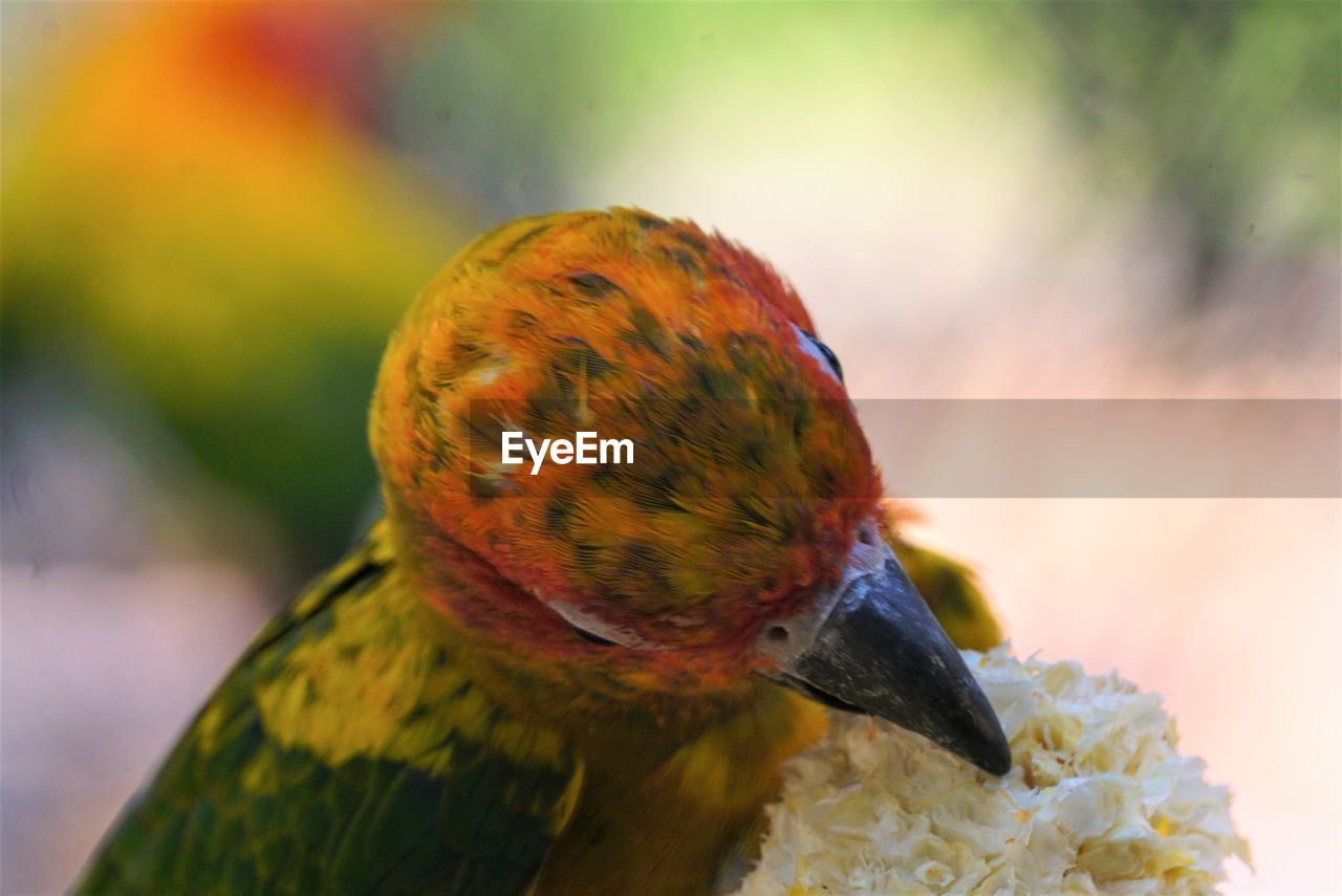 Close-up of a bird picking up corn seed