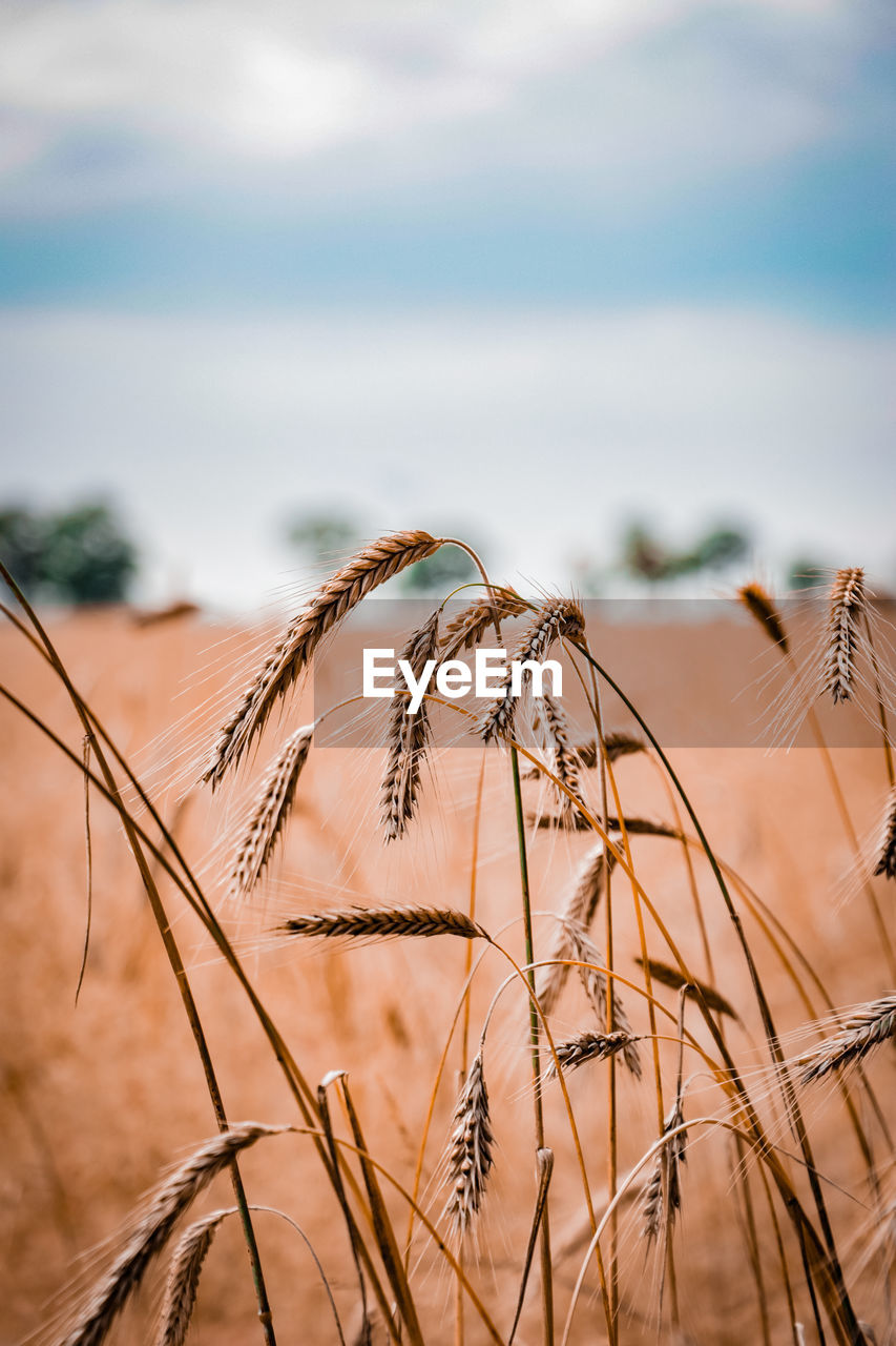 Close-up of wheat plants against sky