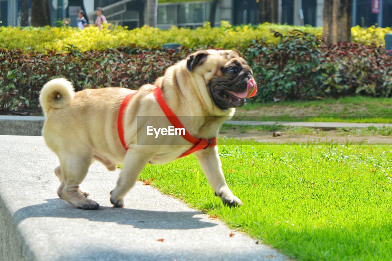 PORTRAIT OF A DOG ON FIELD