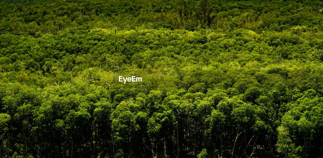 Full frame shot of trees