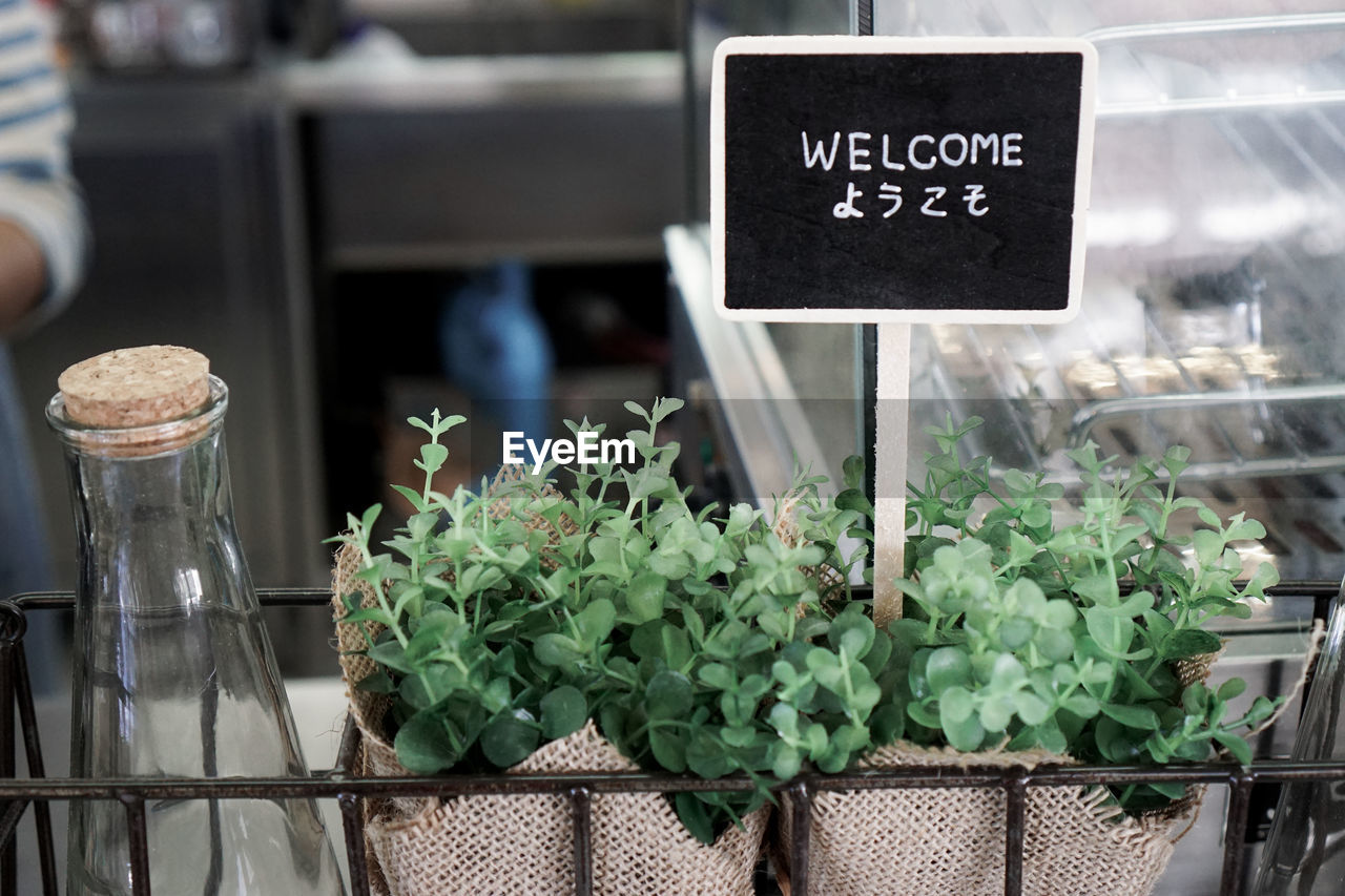 CLOSE-UP OF PLANTS FOR SALE