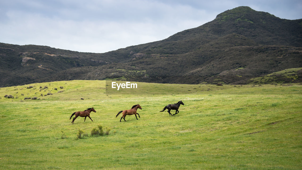 VIEW OF HORSES ON LANDSCAPE