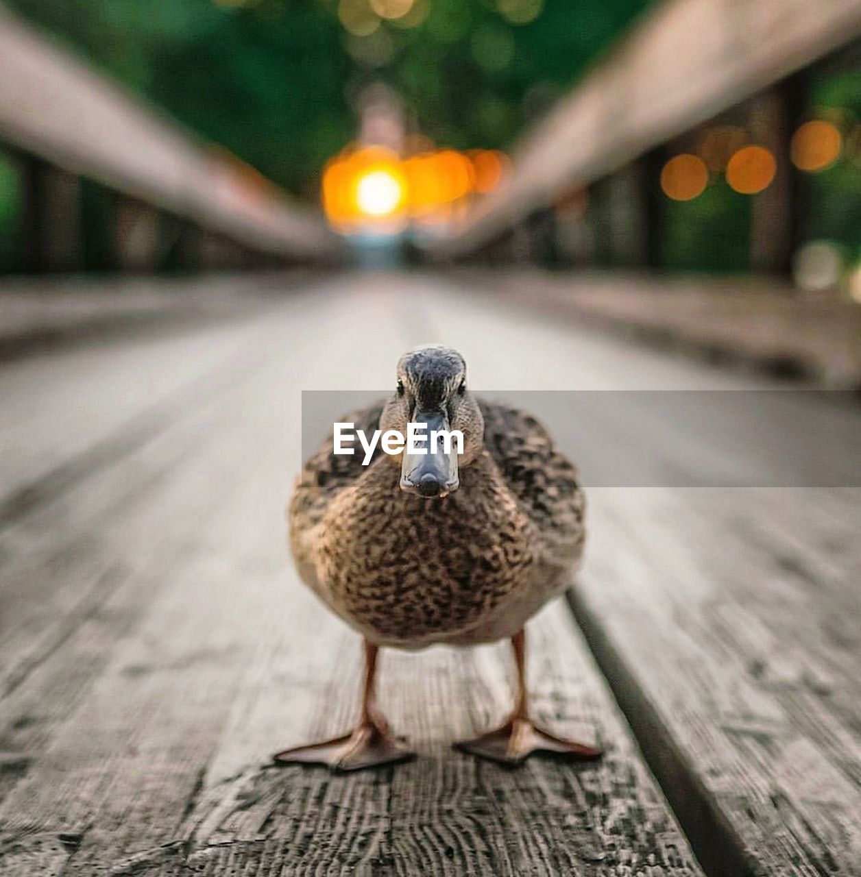 Close-up of duck perching on boardwalk