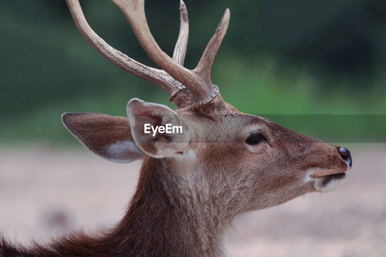 Close-up of deer