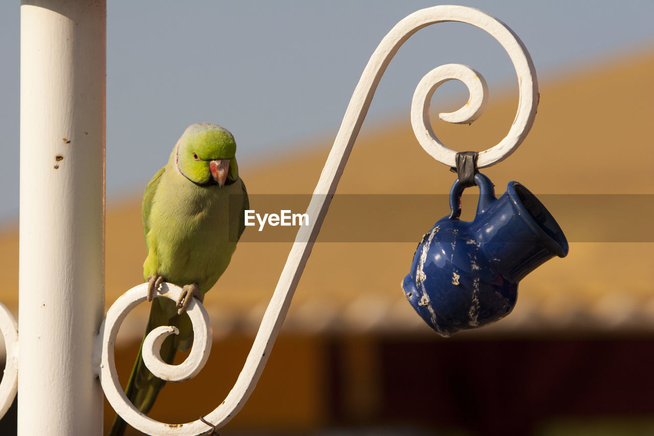 CLOSE-UP OF PARROT PERCHING ON A METAL