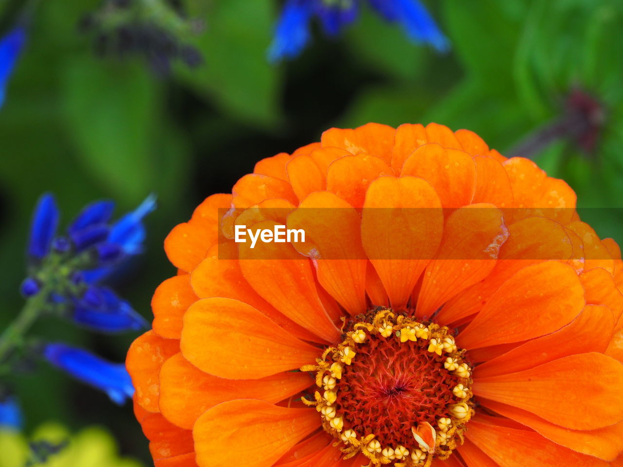 CLOSE-UP OF ORANGE FLOWER BLOOMING IN PARK