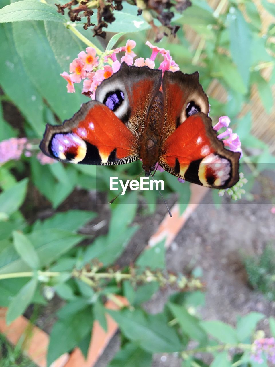 Close-up of butterfly on plant