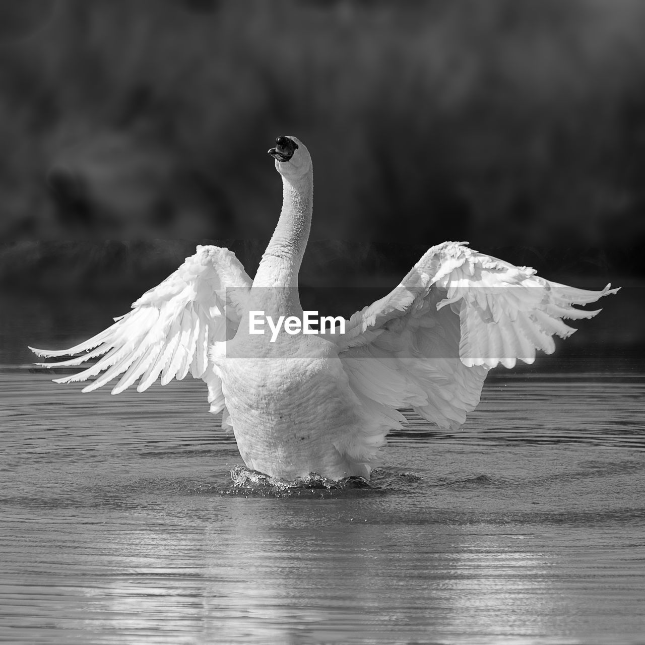 CLOSE-UP OF A BIRD FLYING