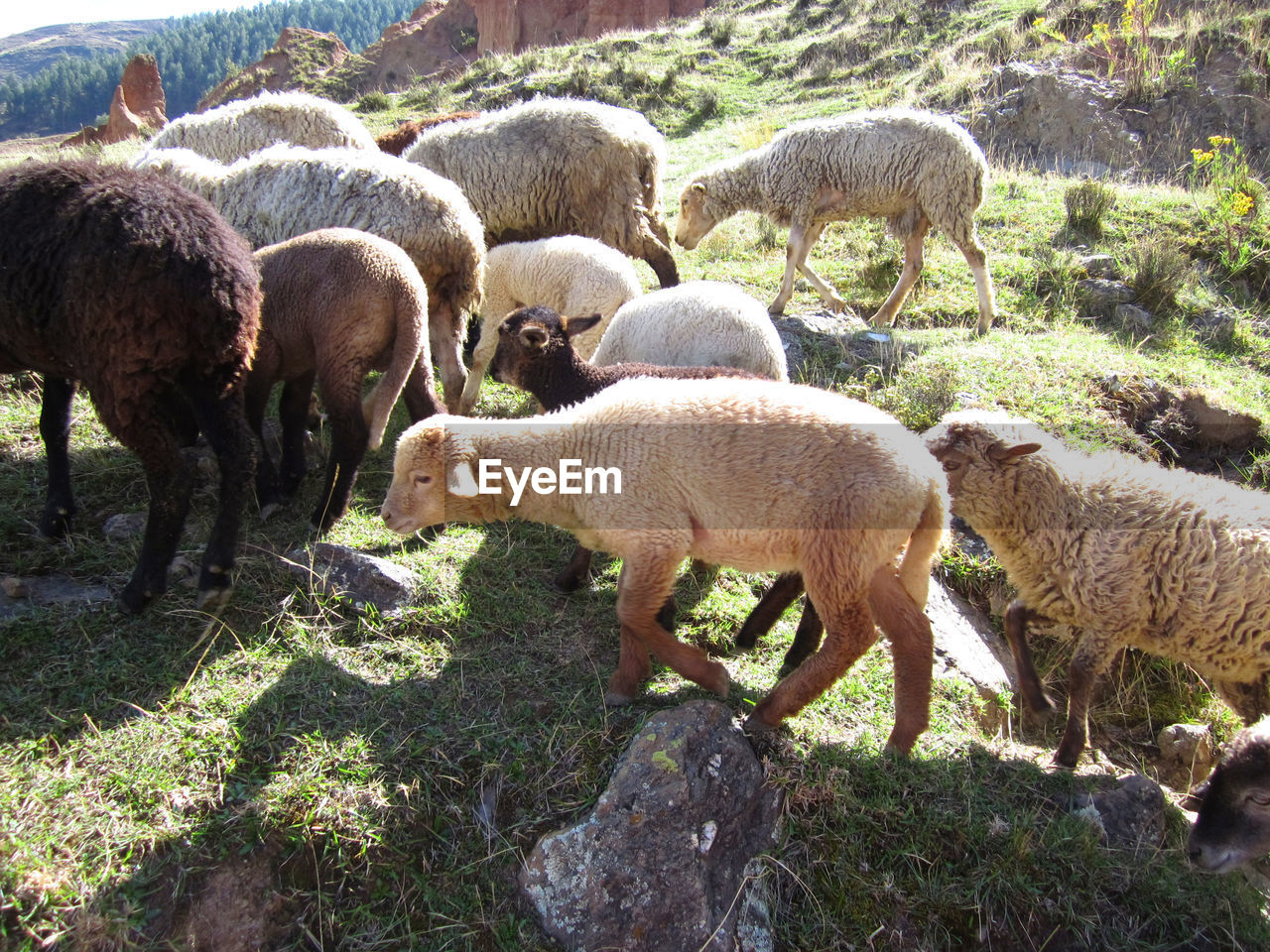 High angle view of sheep walking on grassy field