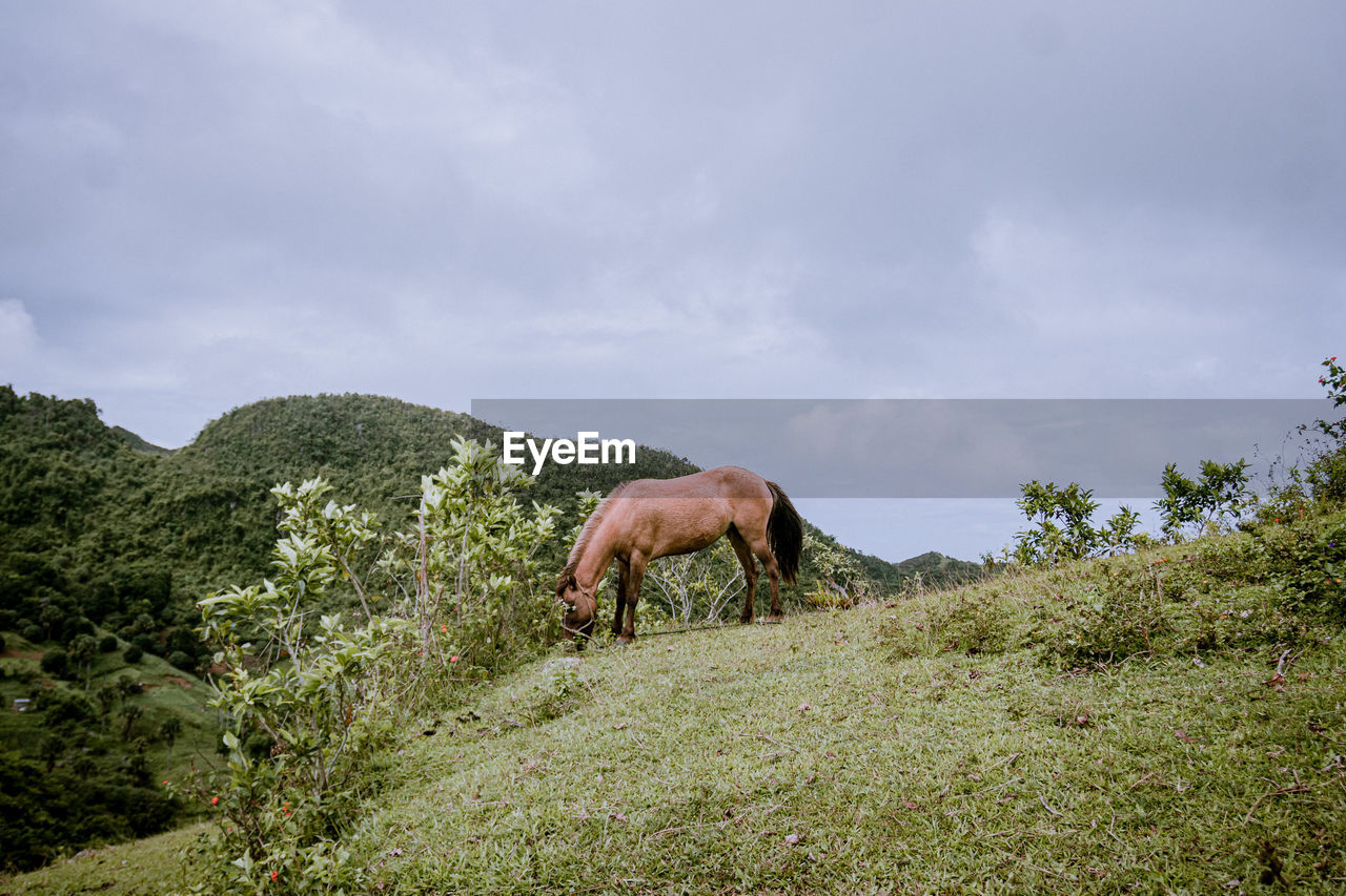 Horse grazing in a field