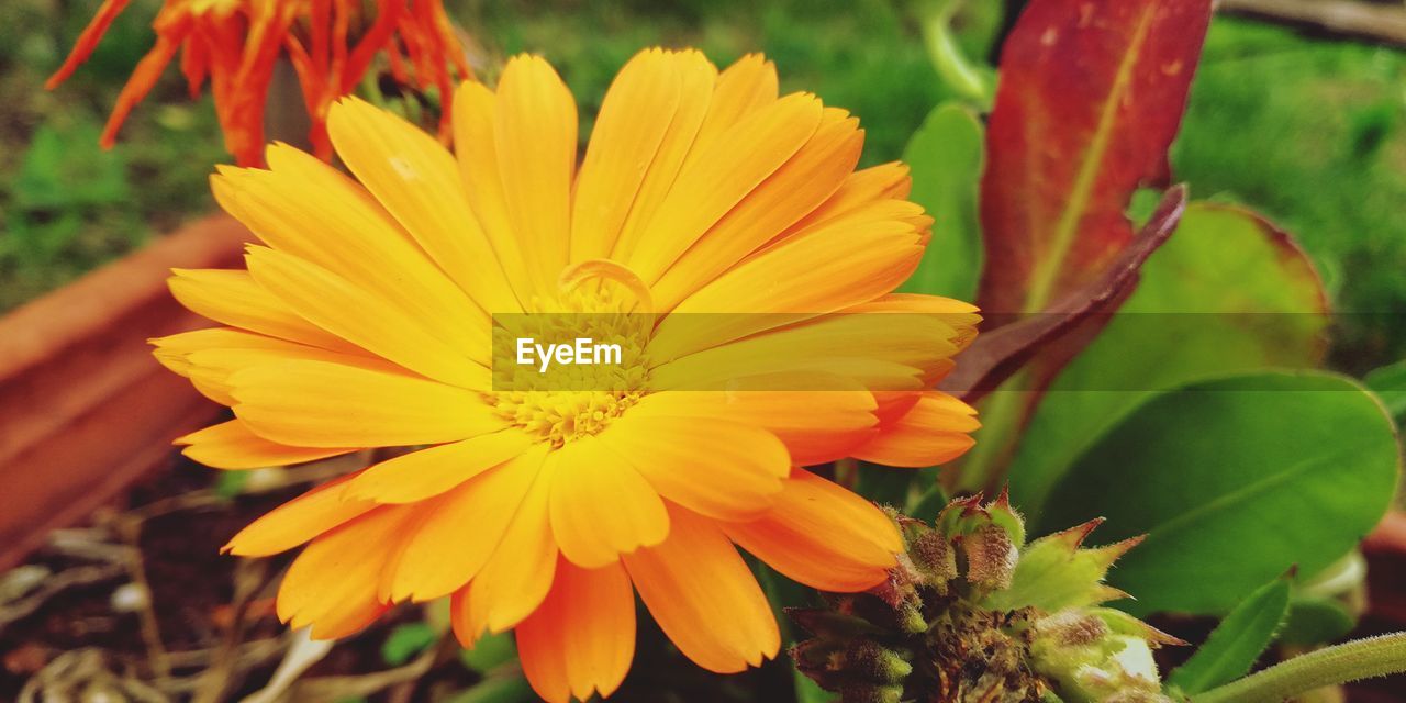 CLOSE-UP OF FRESH YELLOW FLOWER