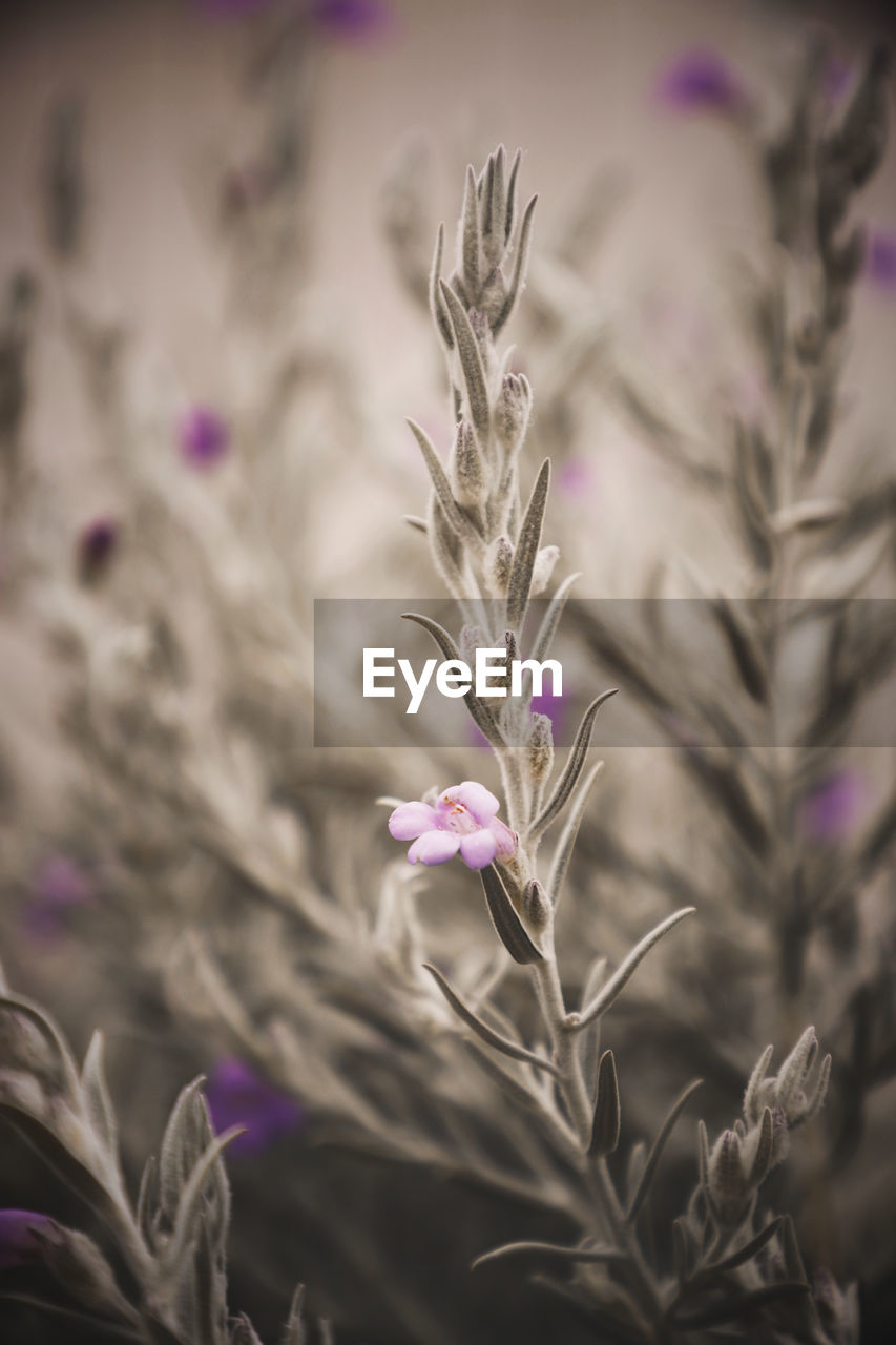 Beautiful Flowers,Plants & Garden Nature Pink Plant Beauty Beauty In Nature Blooming Blossom Flower Flower Head Flowers Garden Lovely Outdoors Selective Focus Spring Springtime