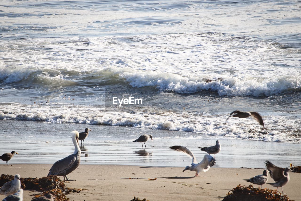 Seagulls on beach