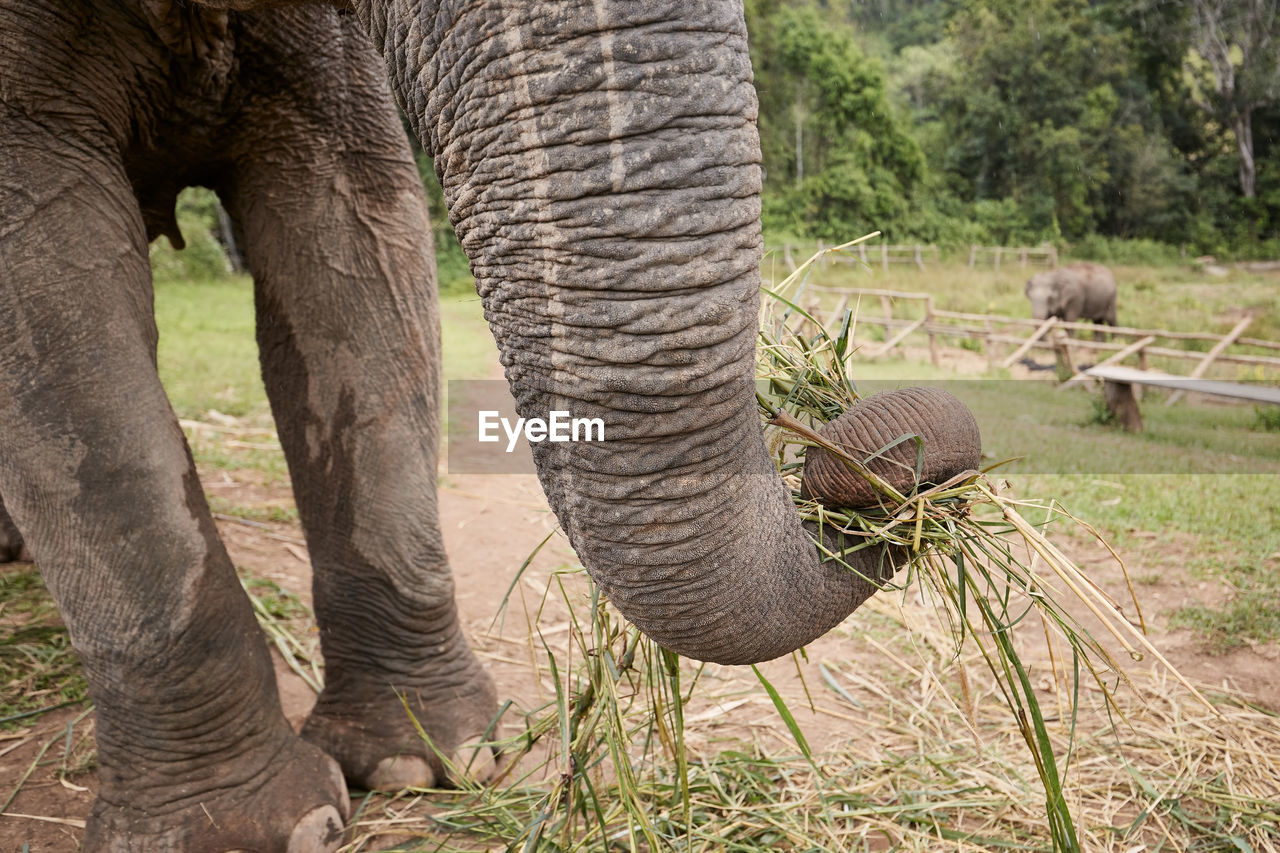 Close-up view of elephant trunk during eating, chiang mai province, thailand