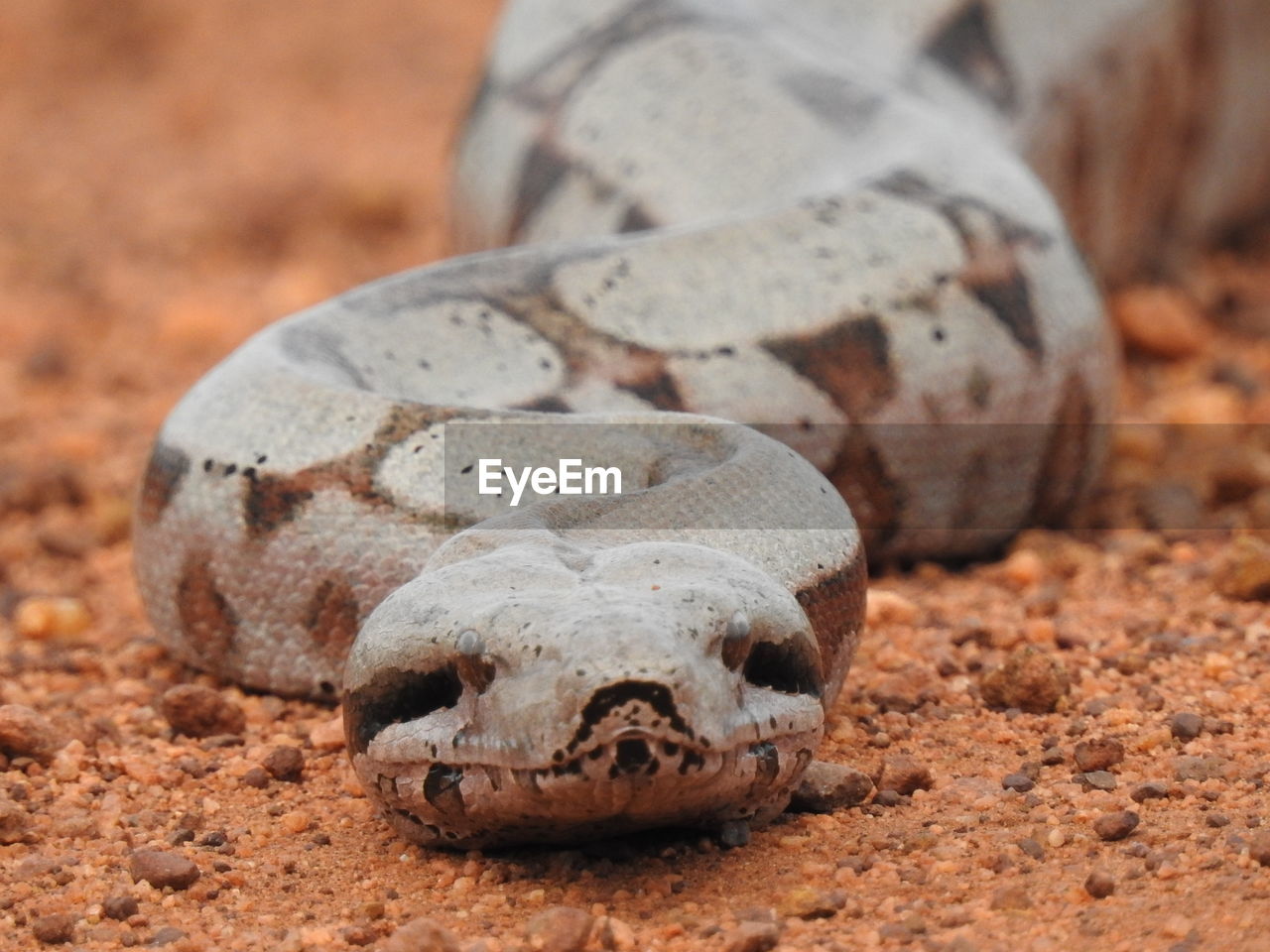 Close-up of snake on land