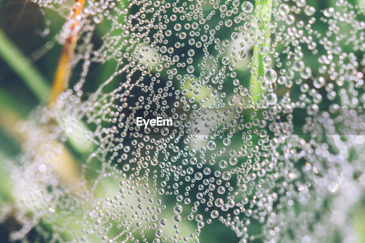 CLOSE-UP OF WATER DROP ON LEAVES