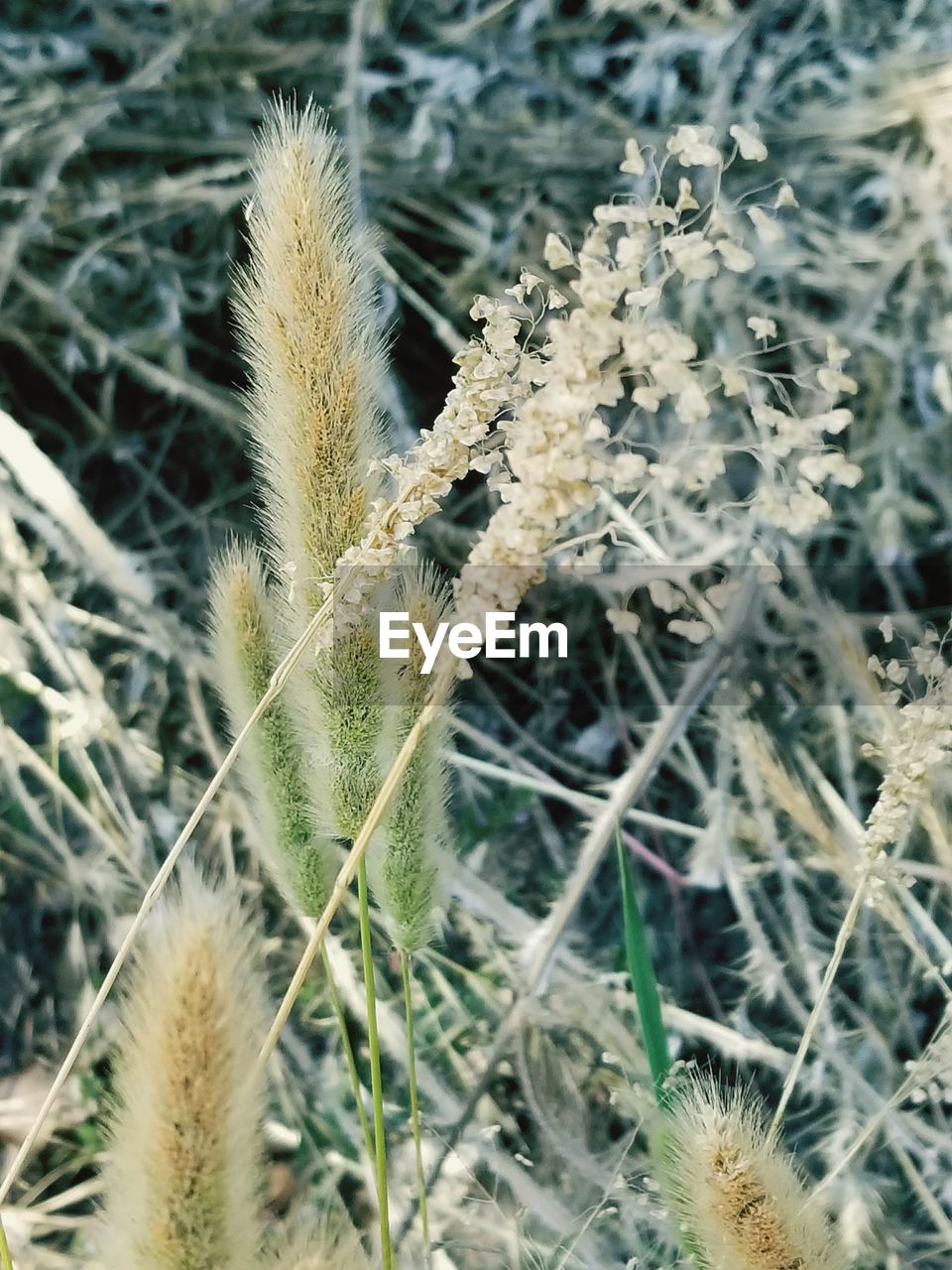 CLOSE-UP OF FLOWERS ON FIELD