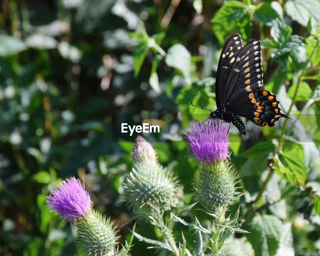 Close-up of butterfly pollinating on purple flower