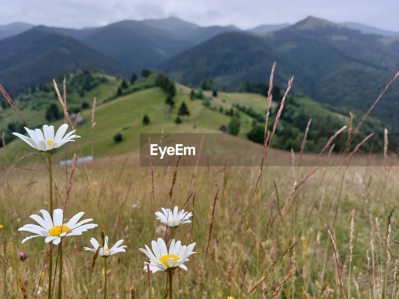 plant, flower, flowering plant, mountain, grassland, meadow, beauty in nature, field, nature, environment, landscape, freshness, mountain range, natural environment, prairie, grass, land, scenics - nature, no people, sky, wildflower, growth, plain, tranquility, rural scene, outdoors, focus on foreground, close-up, white, daisy, rural area, springtime, fragility, non-urban scene, day, tranquil scene, travel destinations, flower head, pasture, blossom, inflorescence, summer, travel, yellow