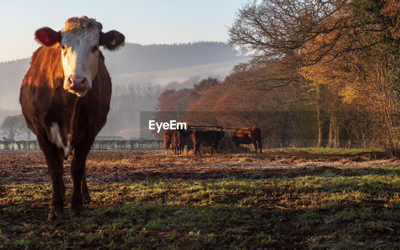 HORSE STANDING ON FIELD