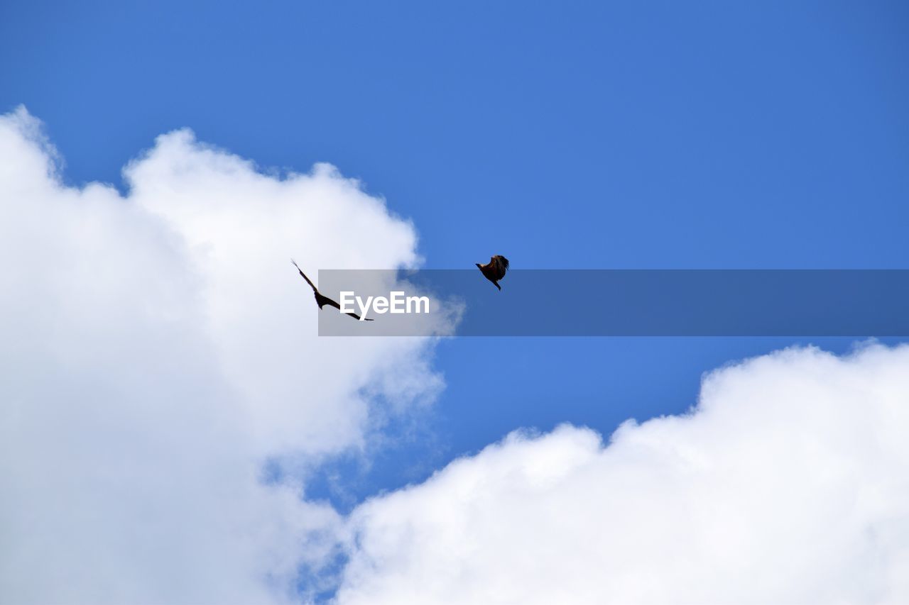 Low angle view of eagle flying in sky