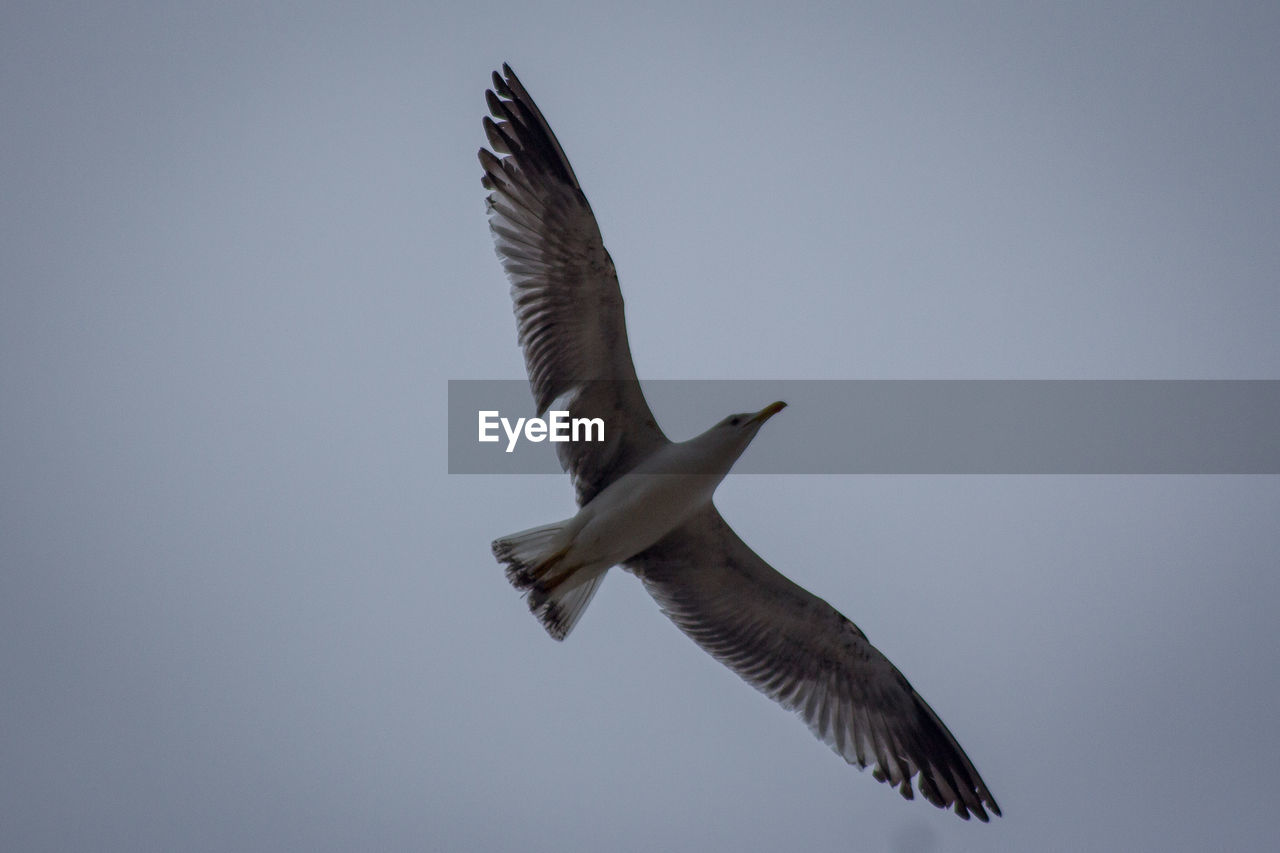 Low angle view of seagull flying in sky