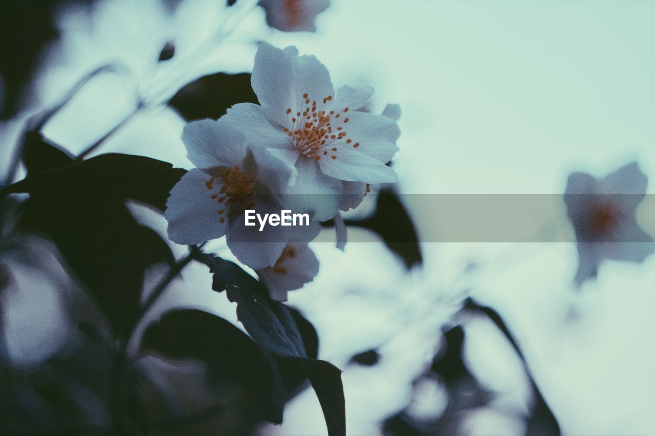 Close-up of white cherry blossom