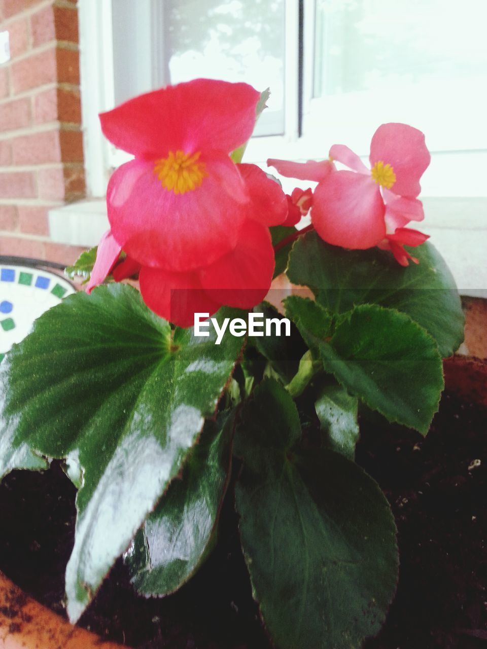 CLOSE-UP OF PINK ROSE BLOOMING OUTDOORS