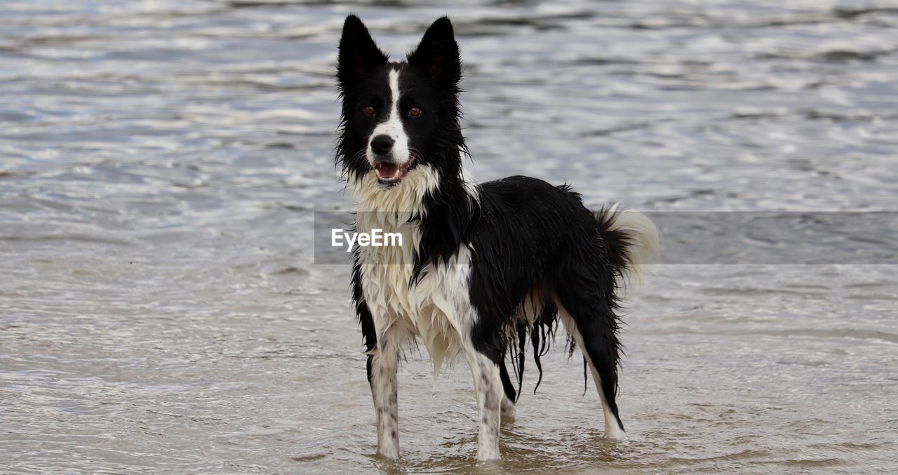 DOG LOOKING AT BEACH