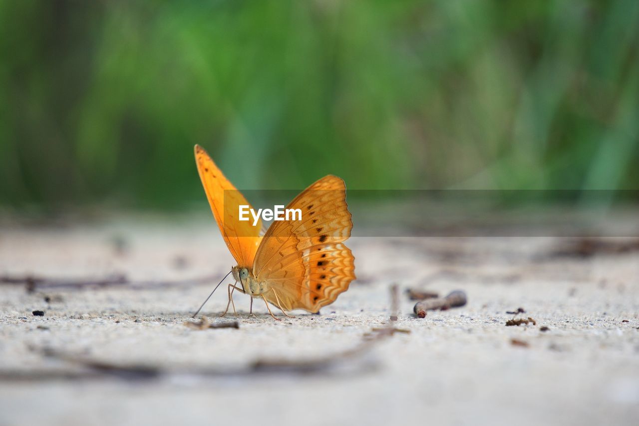 Close-up of butterfly on dry leaf