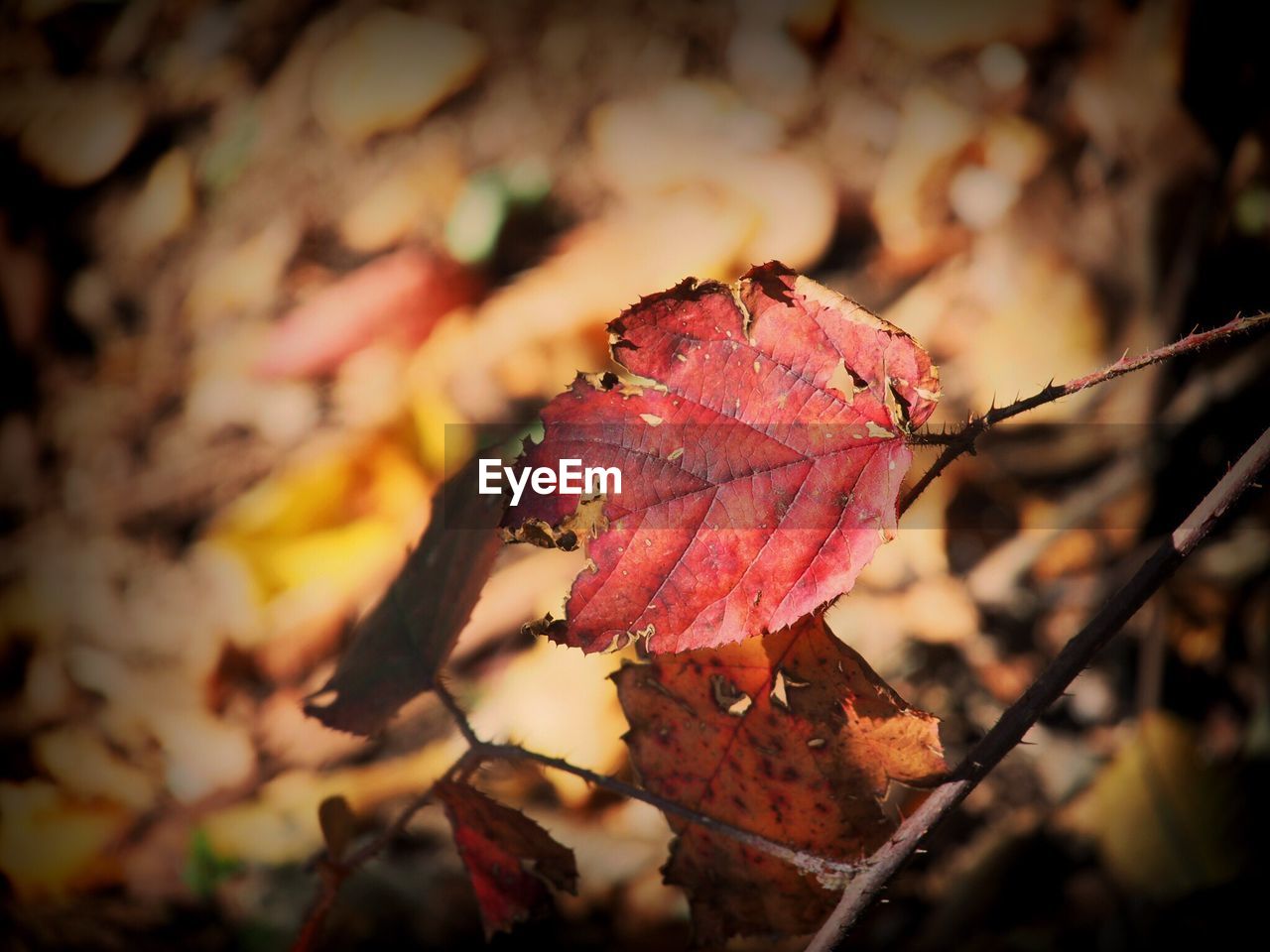 Close-up of dry maple leaf during autumn